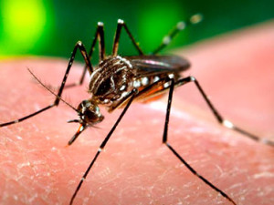 dengue